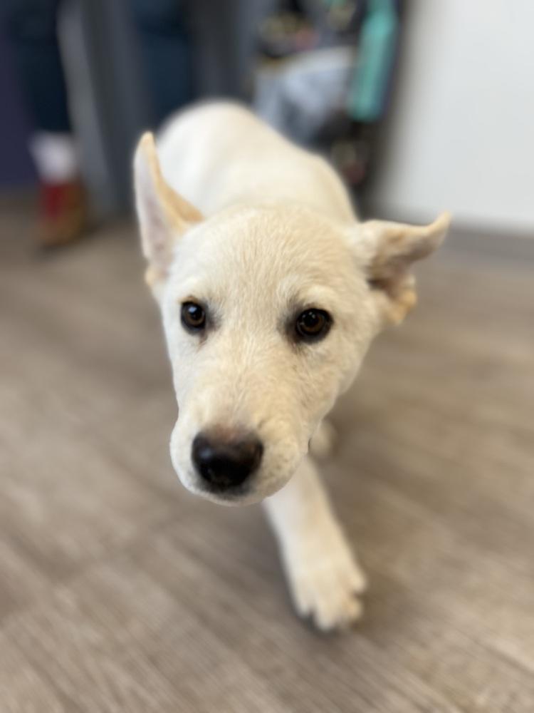 Ramsey, a Adoptable mixed breed in Suamico, WI image 2/2