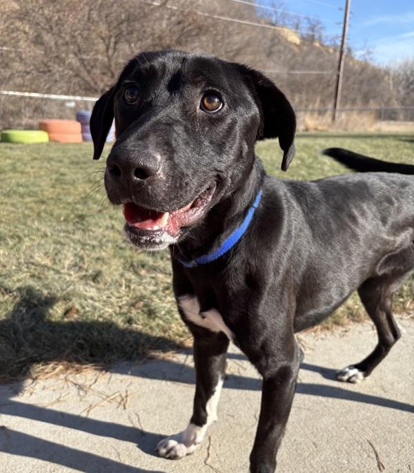 Enlarge Ra, a Adoptable mixed breed in Sioux City, IA image 1/6