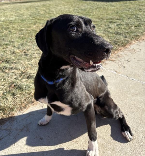 Enlarge Ra, a Adoptable mixed breed in Sioux City, IA image 3/6