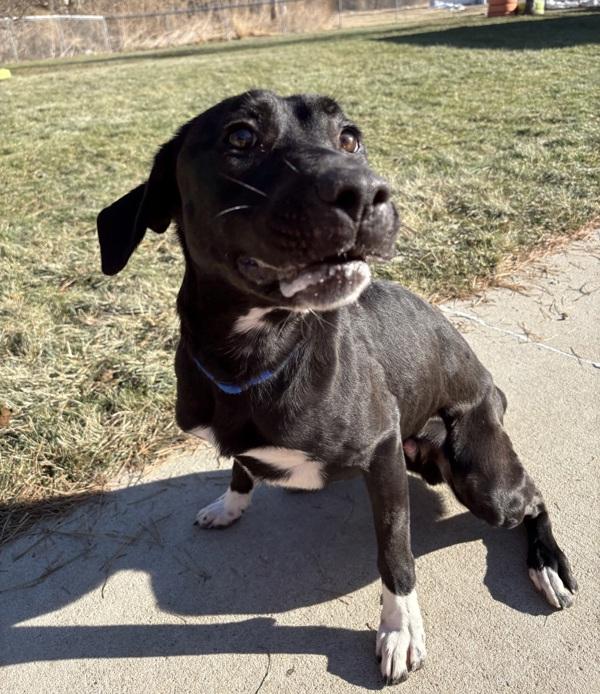 Enlarge Ra, a Adoptable mixed breed in Sioux City, IA image 4/6