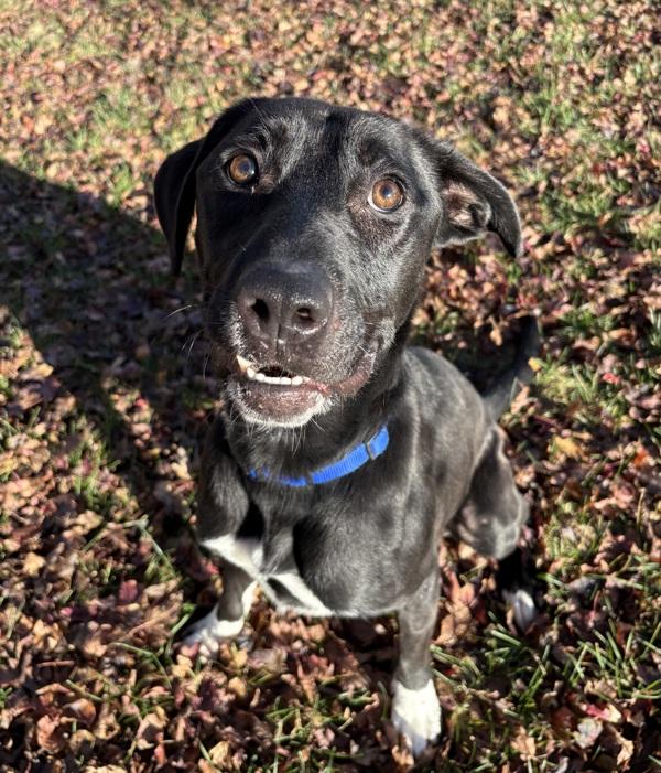 Enlarge Ra, a Adoptable mixed breed in Sioux City, IA image 6/6