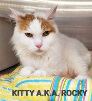 KITTY A/K/A ROCKY