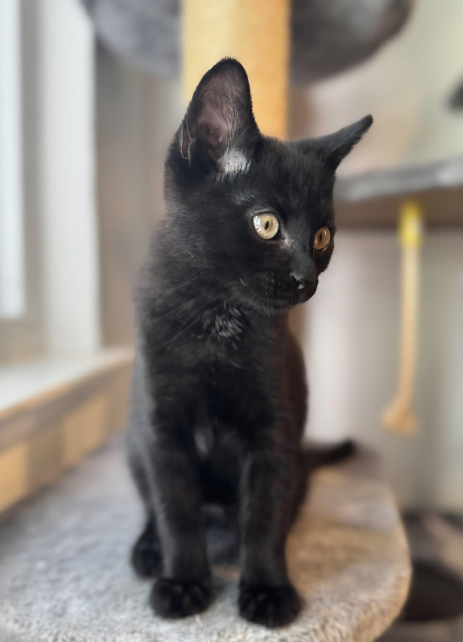 Steve, Adoptable, Kitten Male Domestic Short Hair.