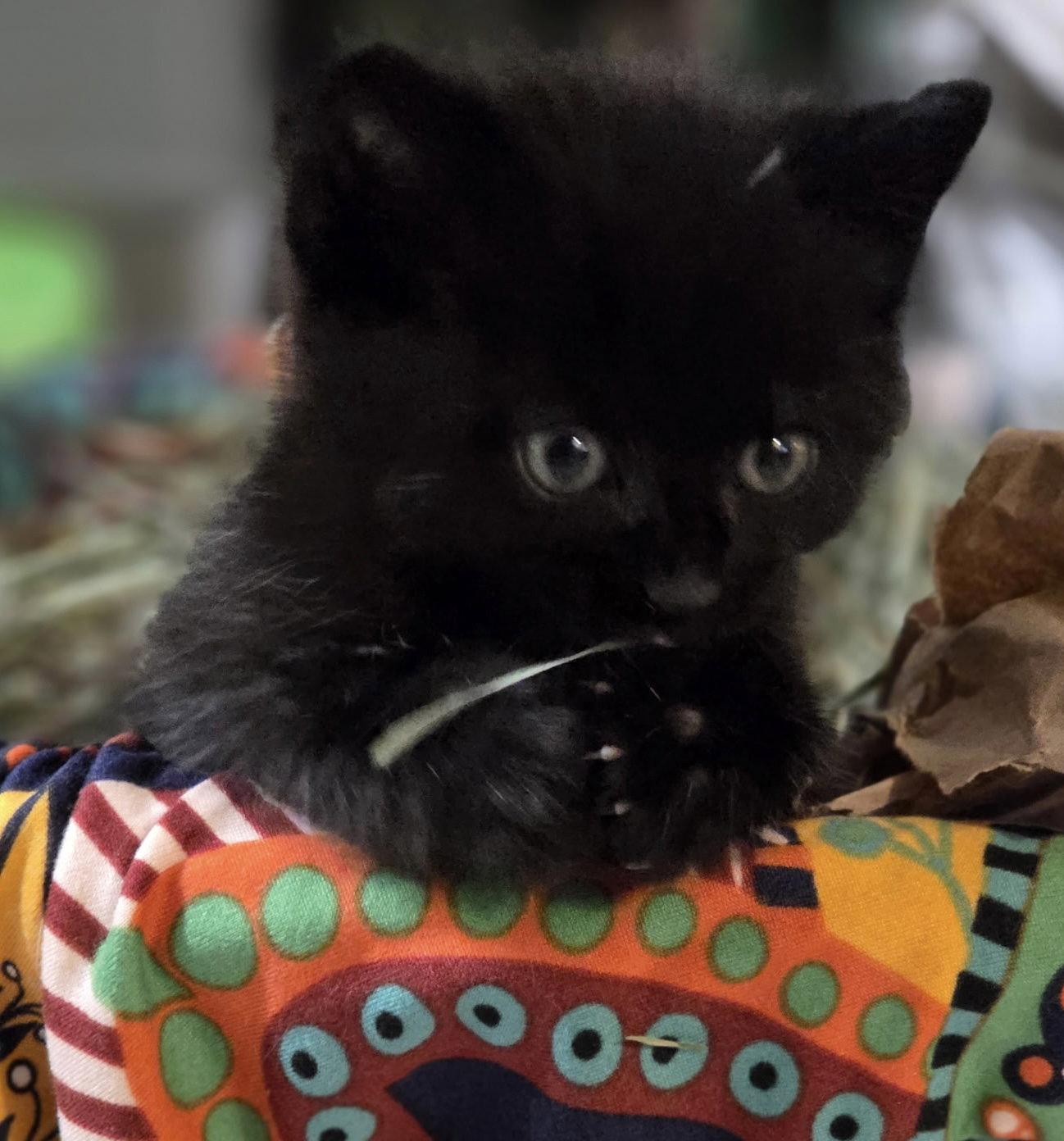Steve, Adoptable, Kitten Male Domestic Medium Hair & Domestic Medium Hair.