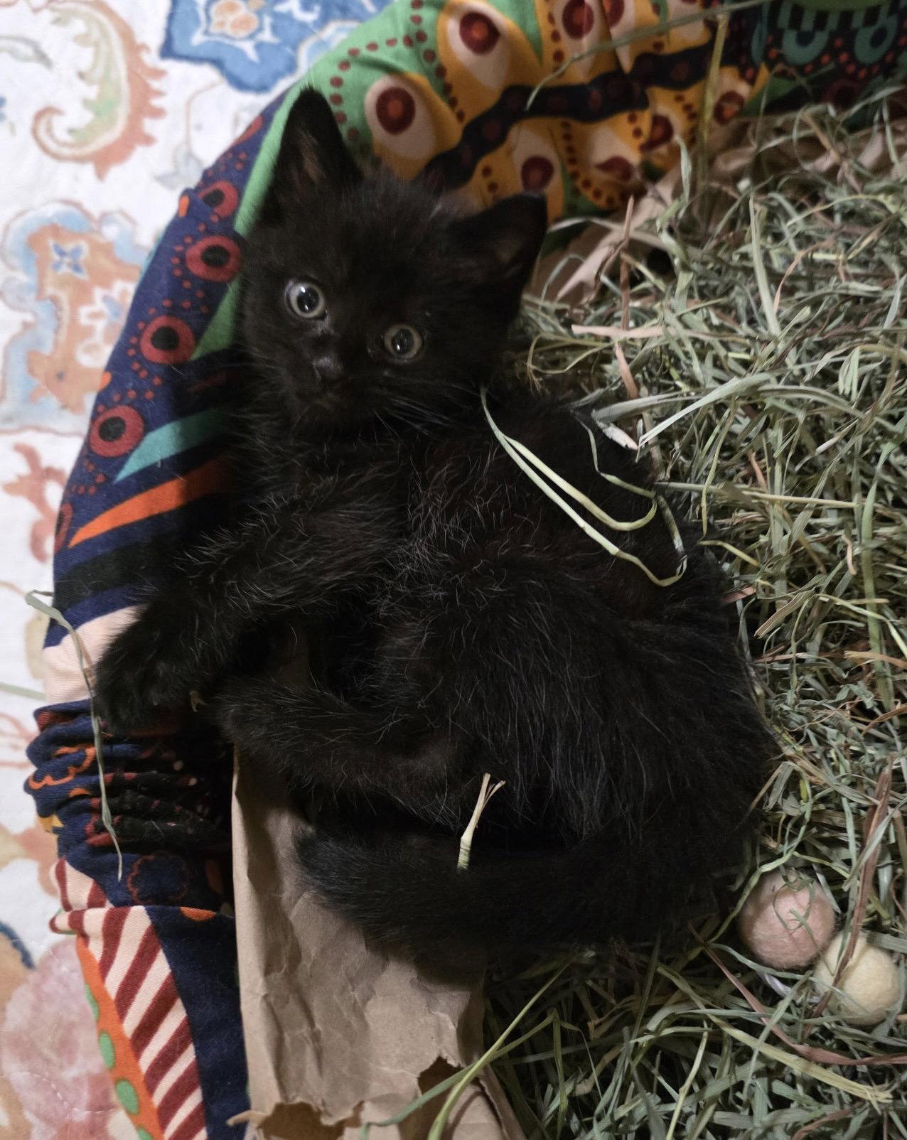 Enlarge Steve, a Adoptable mixed breed in Campbell, CA image 2/2