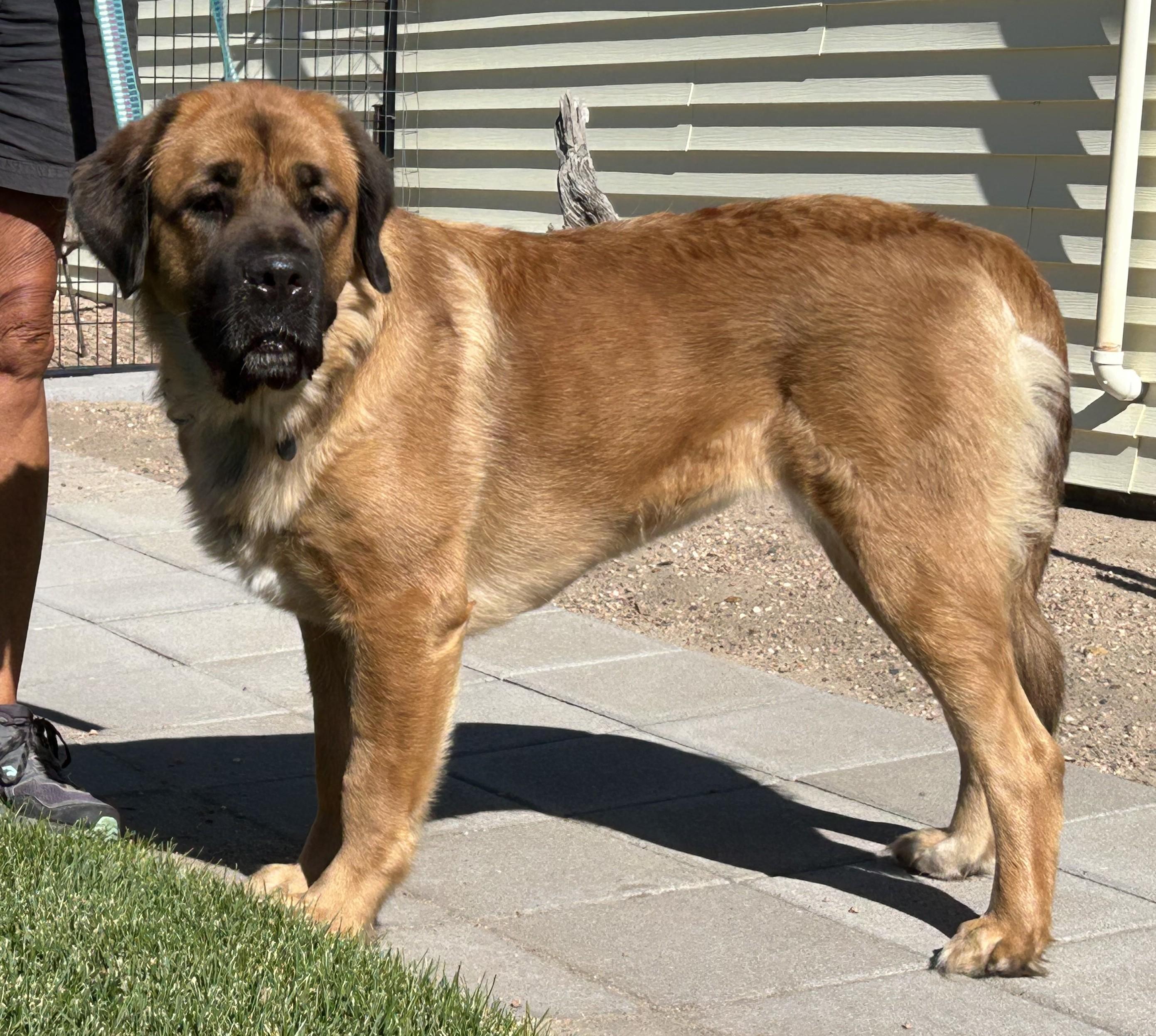 Enlarge Daphne, a Adoptable mixed breed in Greeley, CO image 2/3