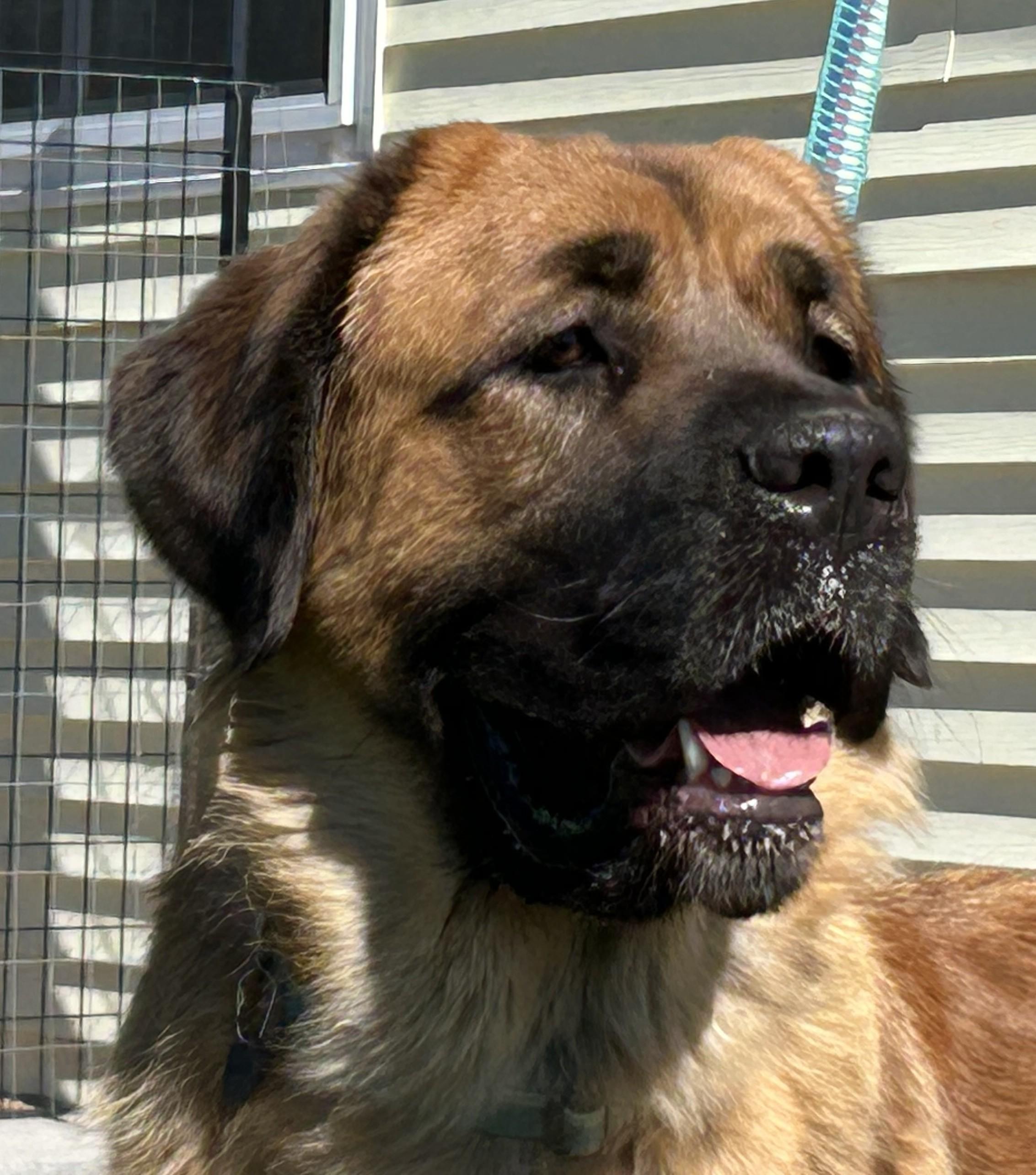 Daphne, Adoptable, Young Female Mastiff.