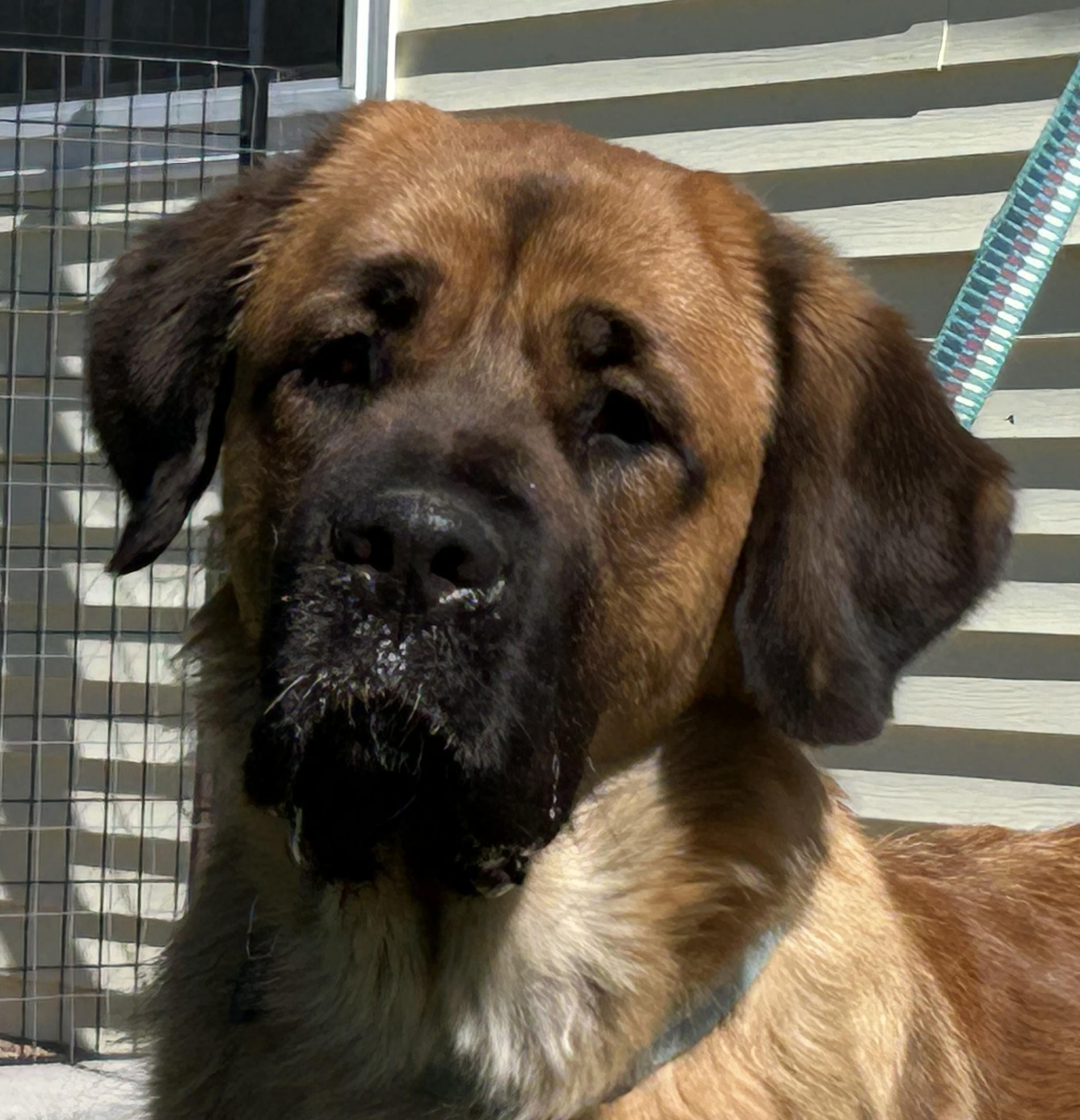 Enlarge Daphne, a Adoptable mixed breed in Greeley, CO image 3/3