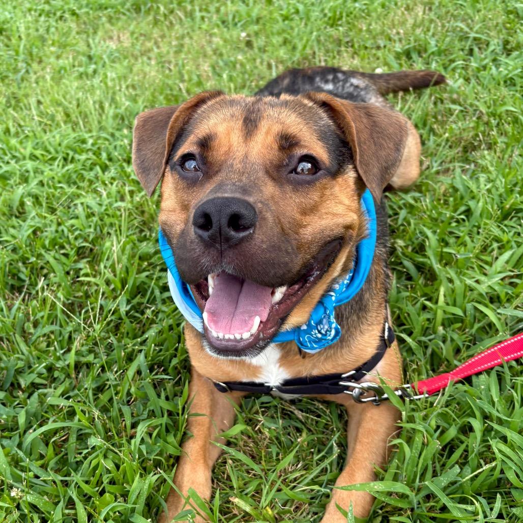 Darrell P4P, a Adoptable mixed breed in St Joseph, MO image 1/5