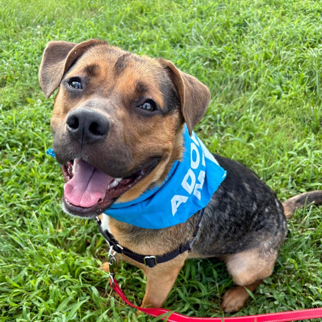 Darrell P4P, a Adoptable mixed breed in St Joseph, MO image 2/5