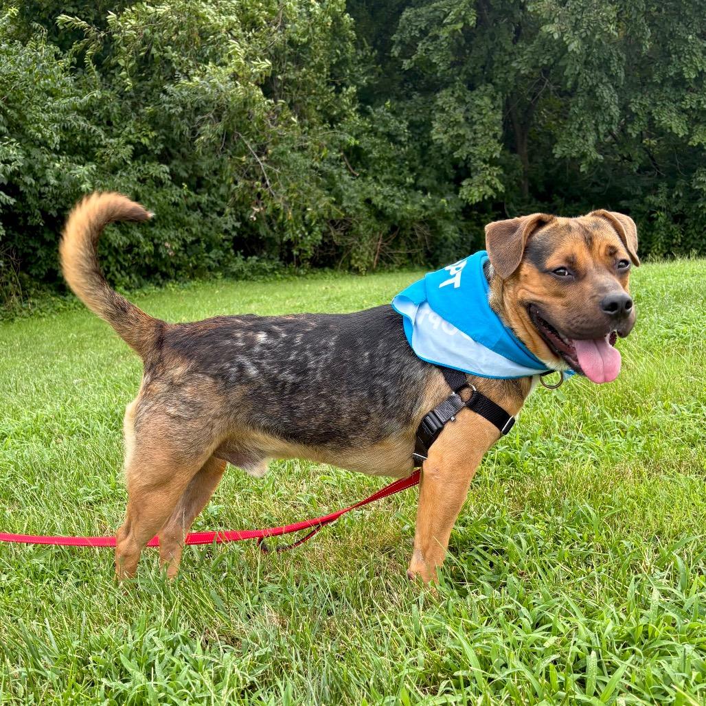 Darrell P4P, a Adoptable mixed breed in St Joseph, MO image 3/5