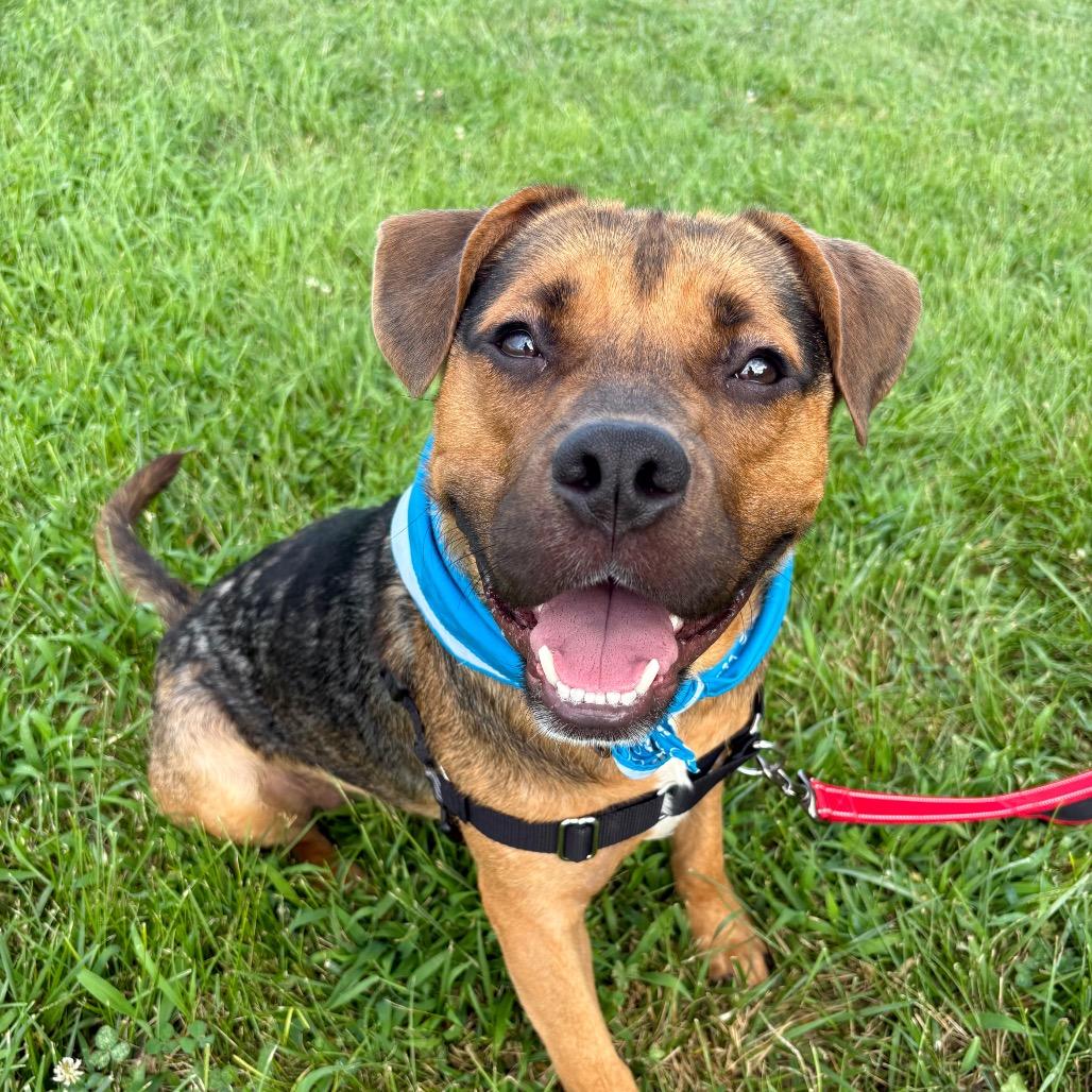 Darrell P4P, a Adoptable mixed breed in St Joseph, MO image 4/5