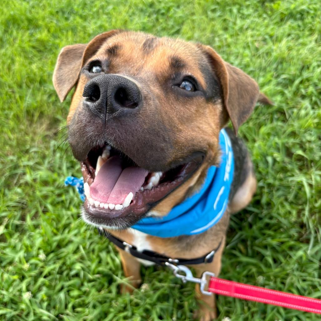 Darrell P4P, a Adoptable mixed breed in St Joseph, MO image 5/5
