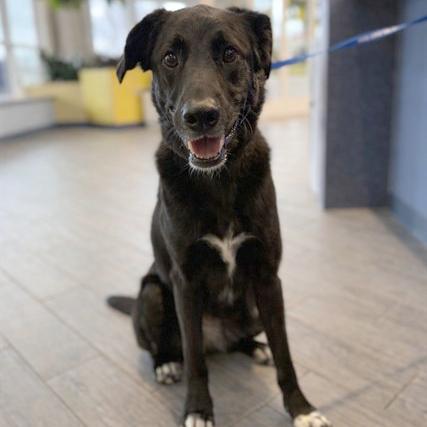 BRUNO, Adoptable, Adult Male Border Collie & Labrador Retriever.