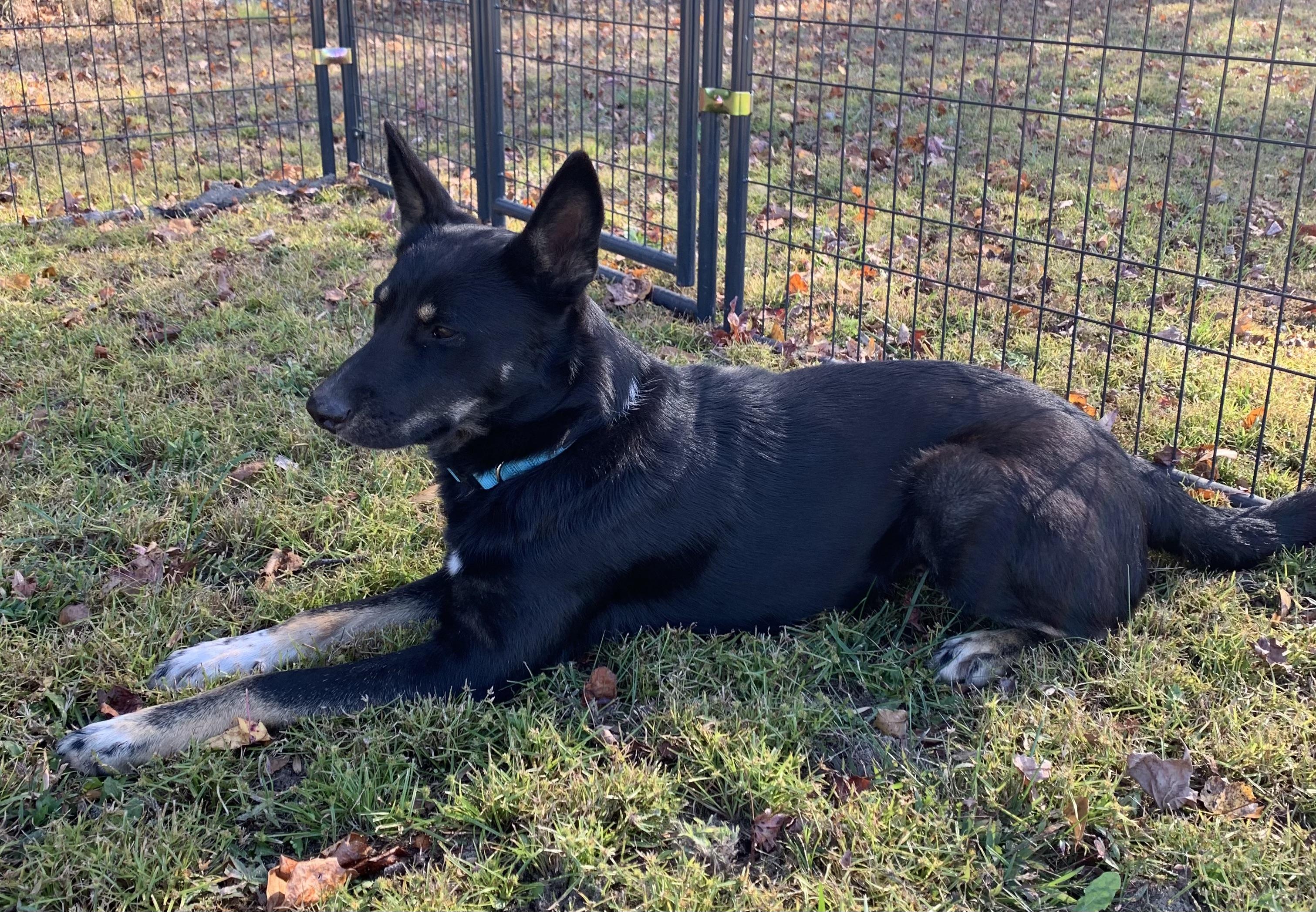 Louise, Adoptable, Adult Female German Shepherd Dog.