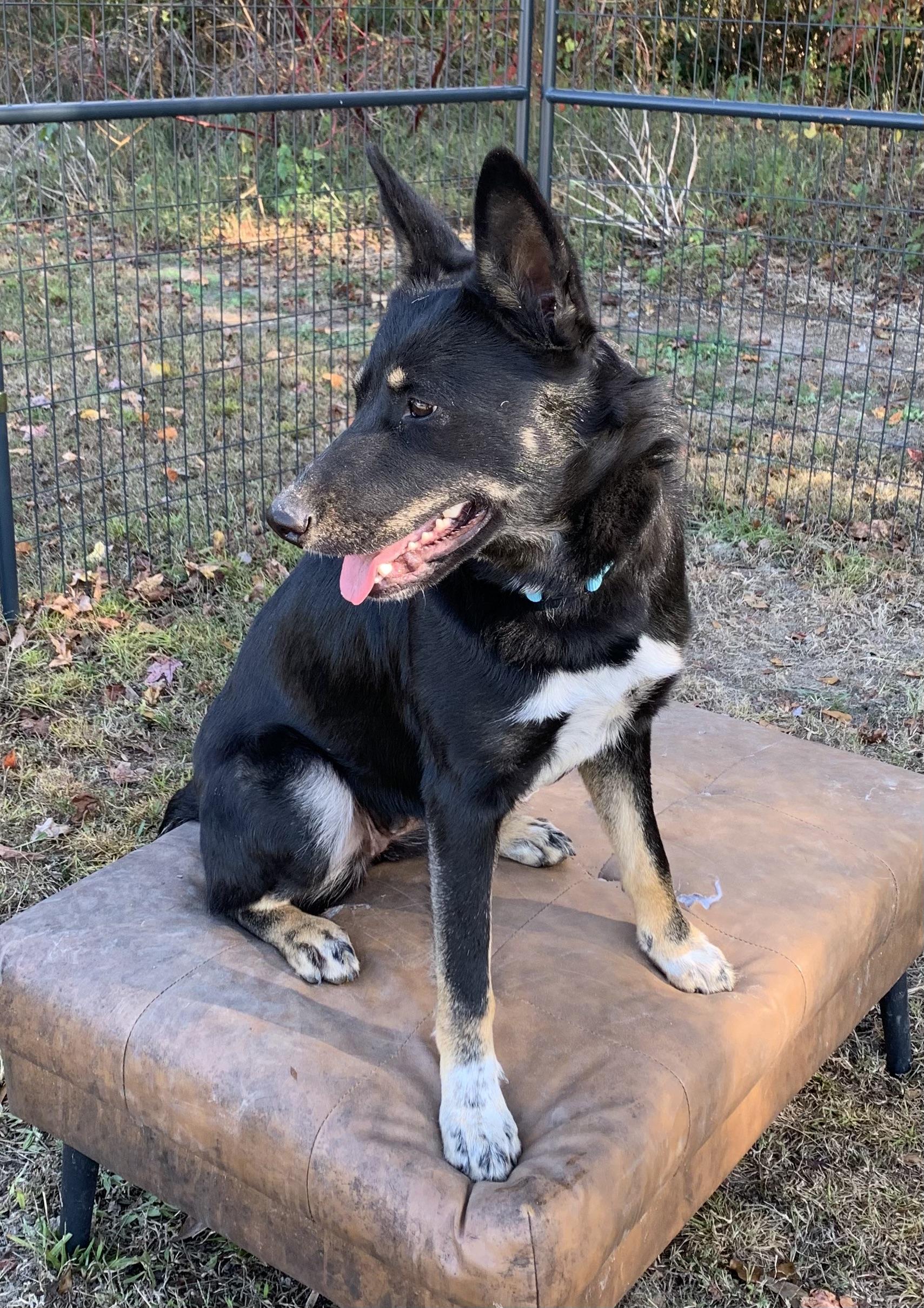 Enlarge Louise, a Adoptable mixed breed in Rome, GA image 2/2