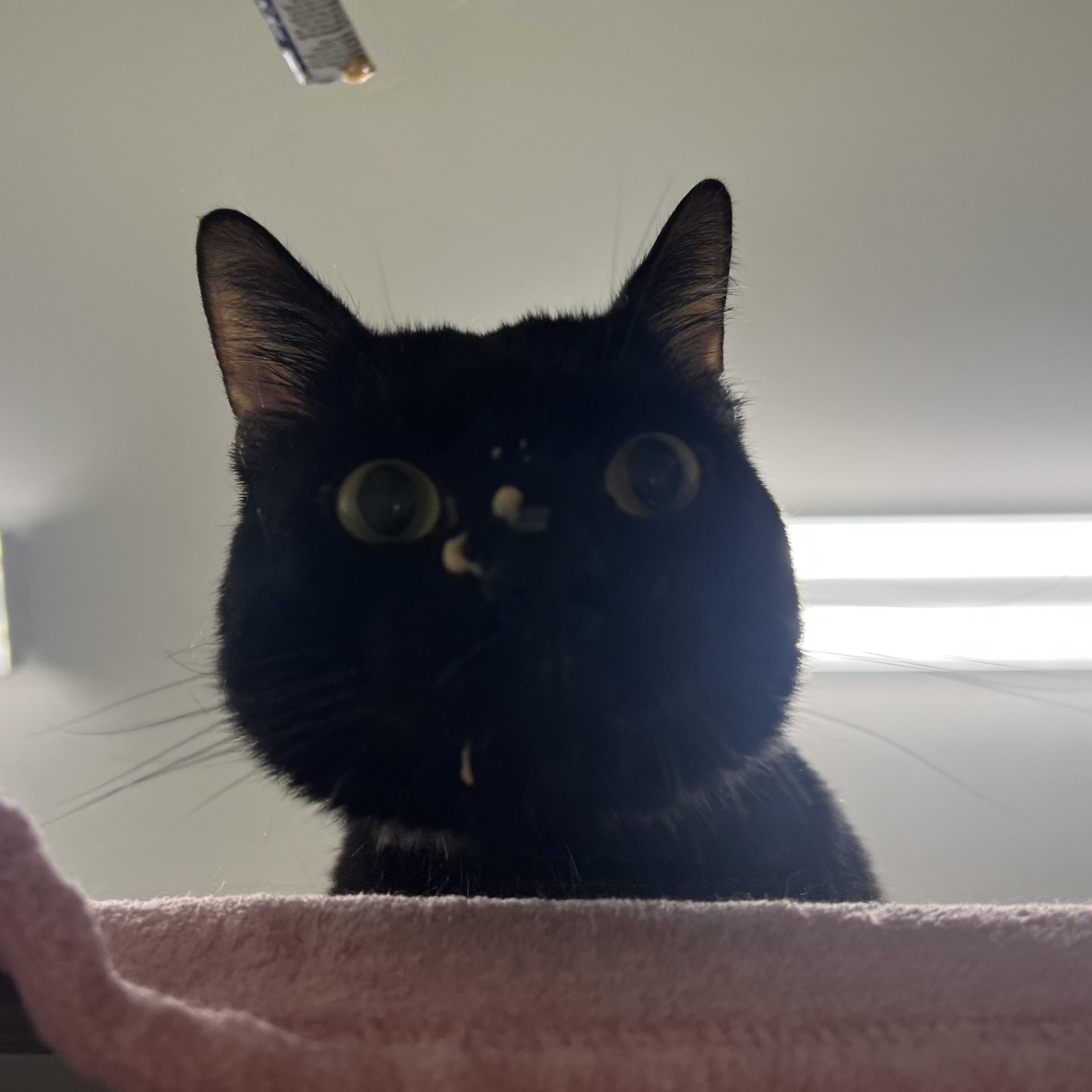 Snaggle photo