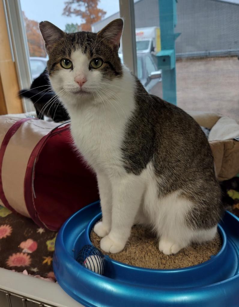 Enlarge Marko, a Adoptable mixed breed in Spooner, WI image 1/3