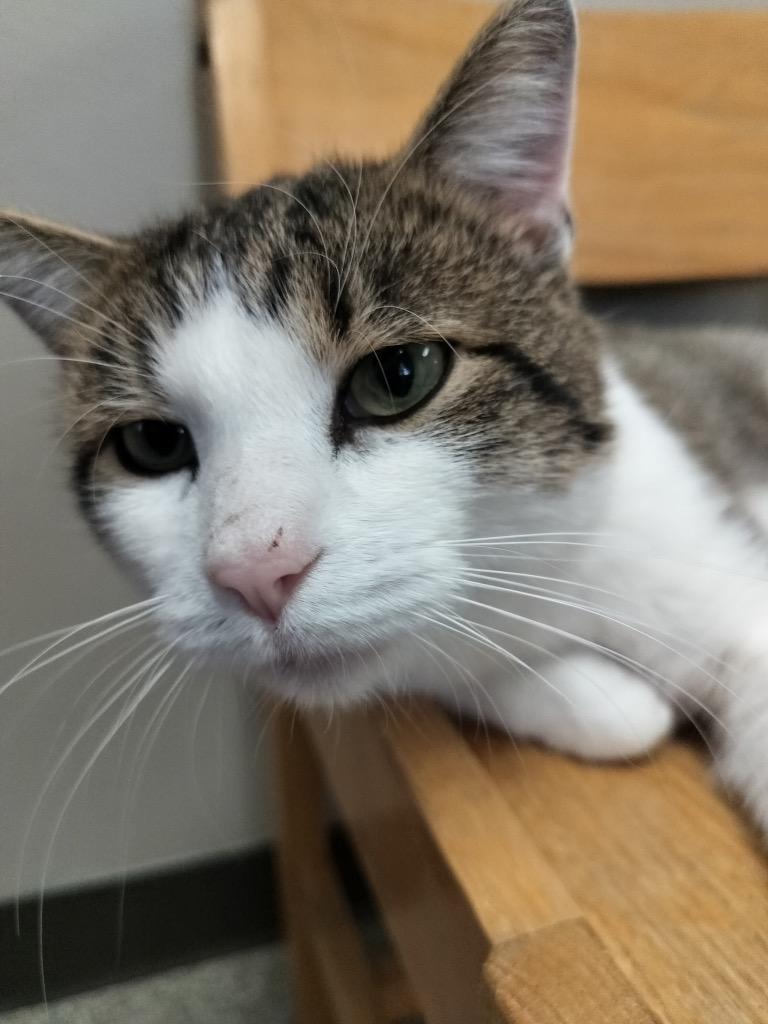 Enlarge Marko, a Adoptable mixed breed in Spooner, WI image 2/3