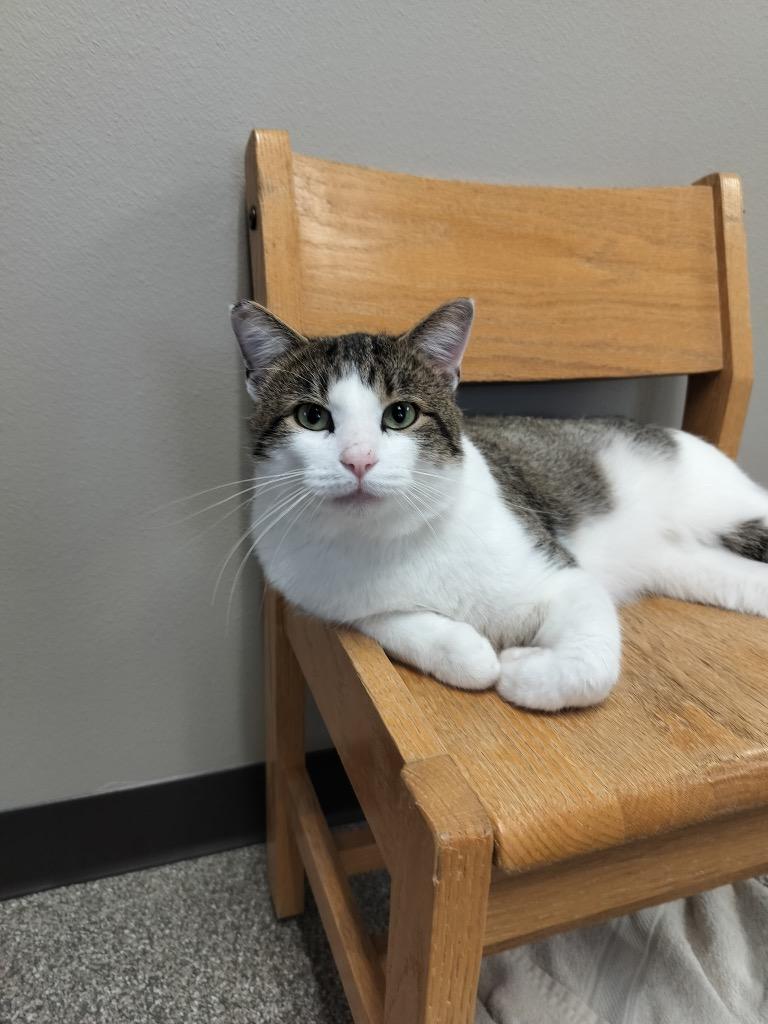 Enlarge Marko, a Adoptable mixed breed in Spooner, WI image 3/3