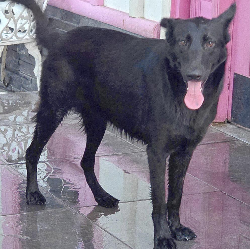 Enlarge Bella, a Adoptable Shepherd in Central Islip, NY image 1/1