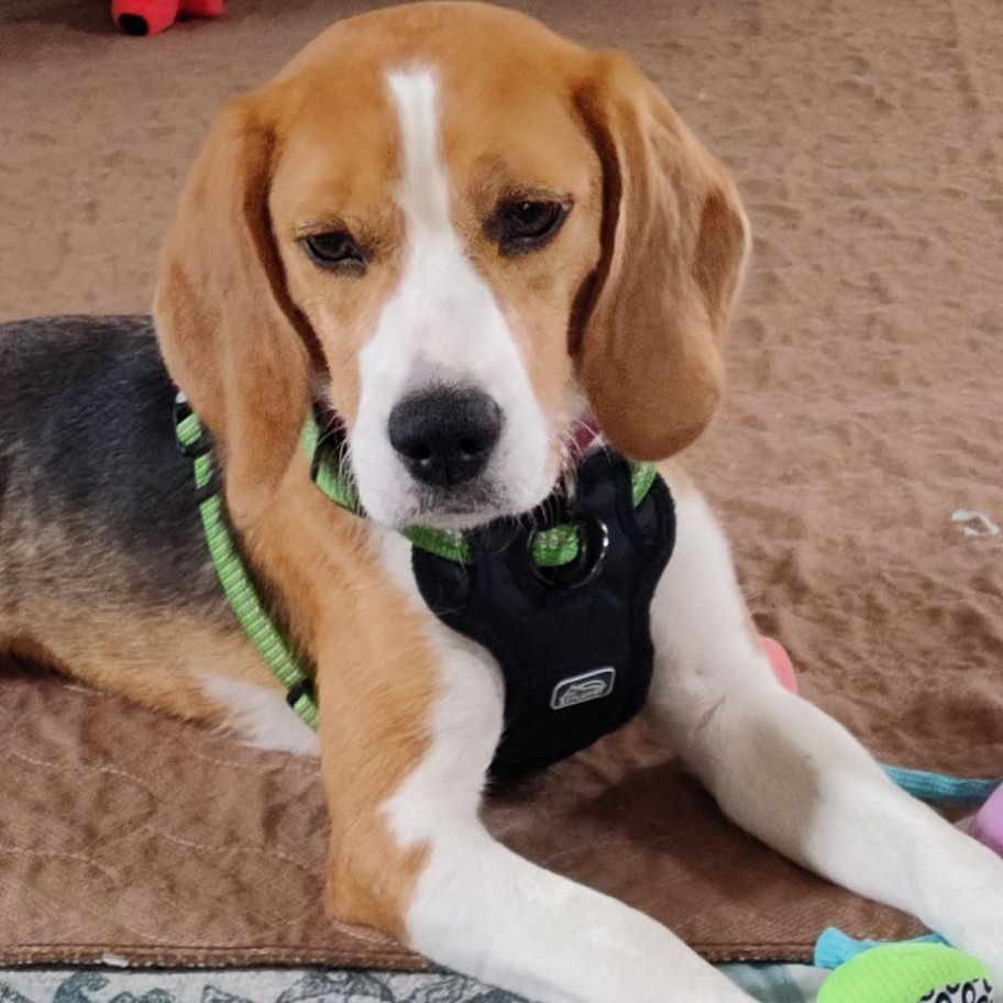 Billie (In Foster), a ADOPTABLE Beagle in Watertown, WI image 2/6