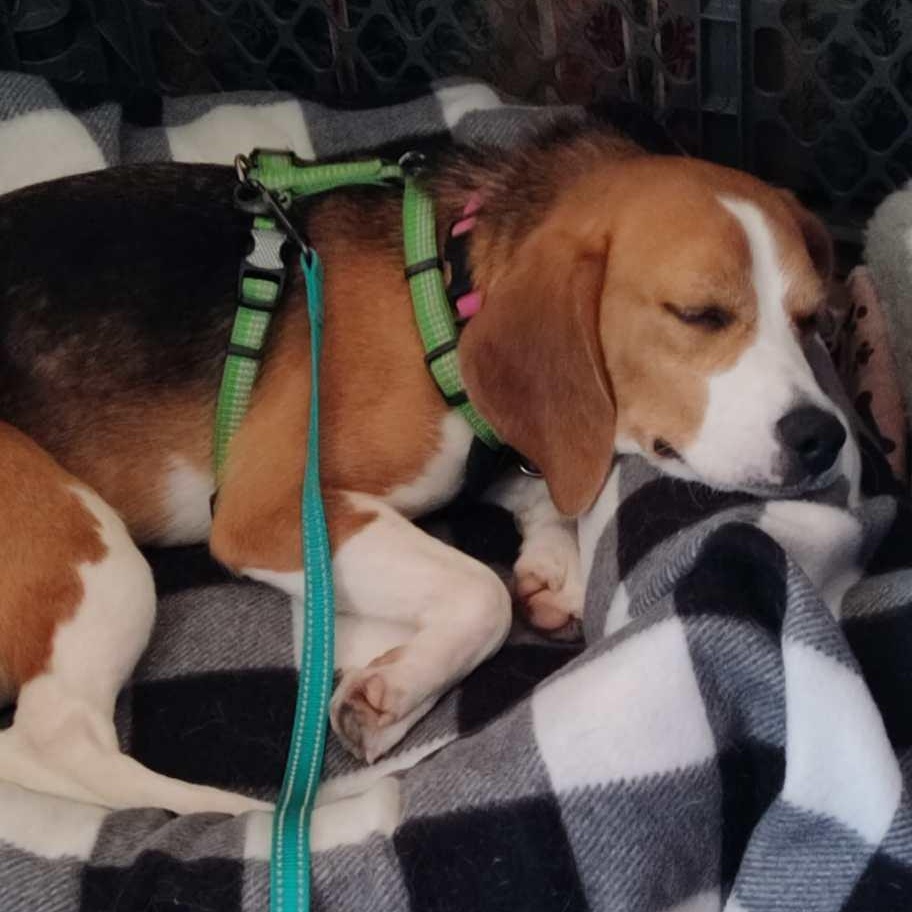 Billie (In Foster), a ADOPTABLE Beagle in Watertown, WI image 5/6