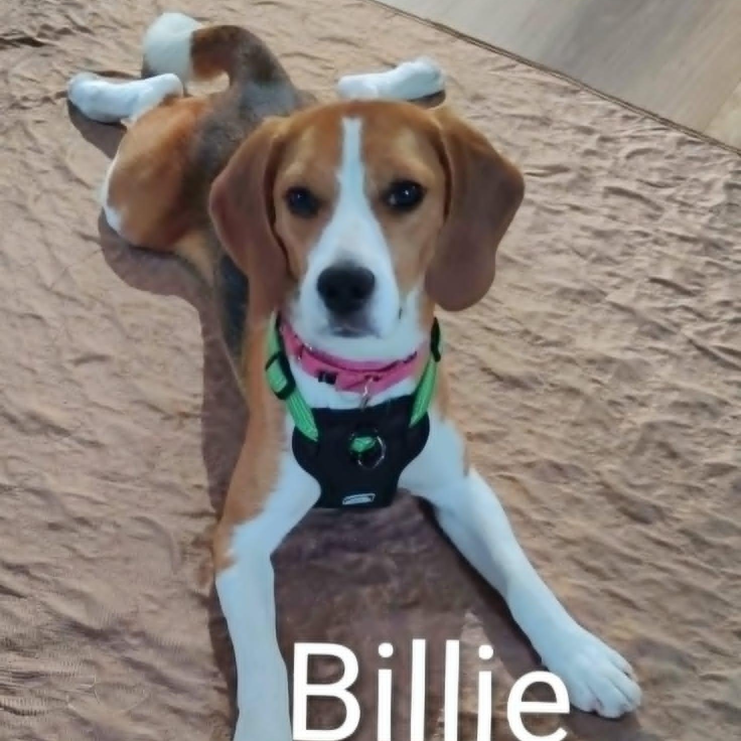 Billie (In Foster), ADOPTABLE, Young Female Beagle.