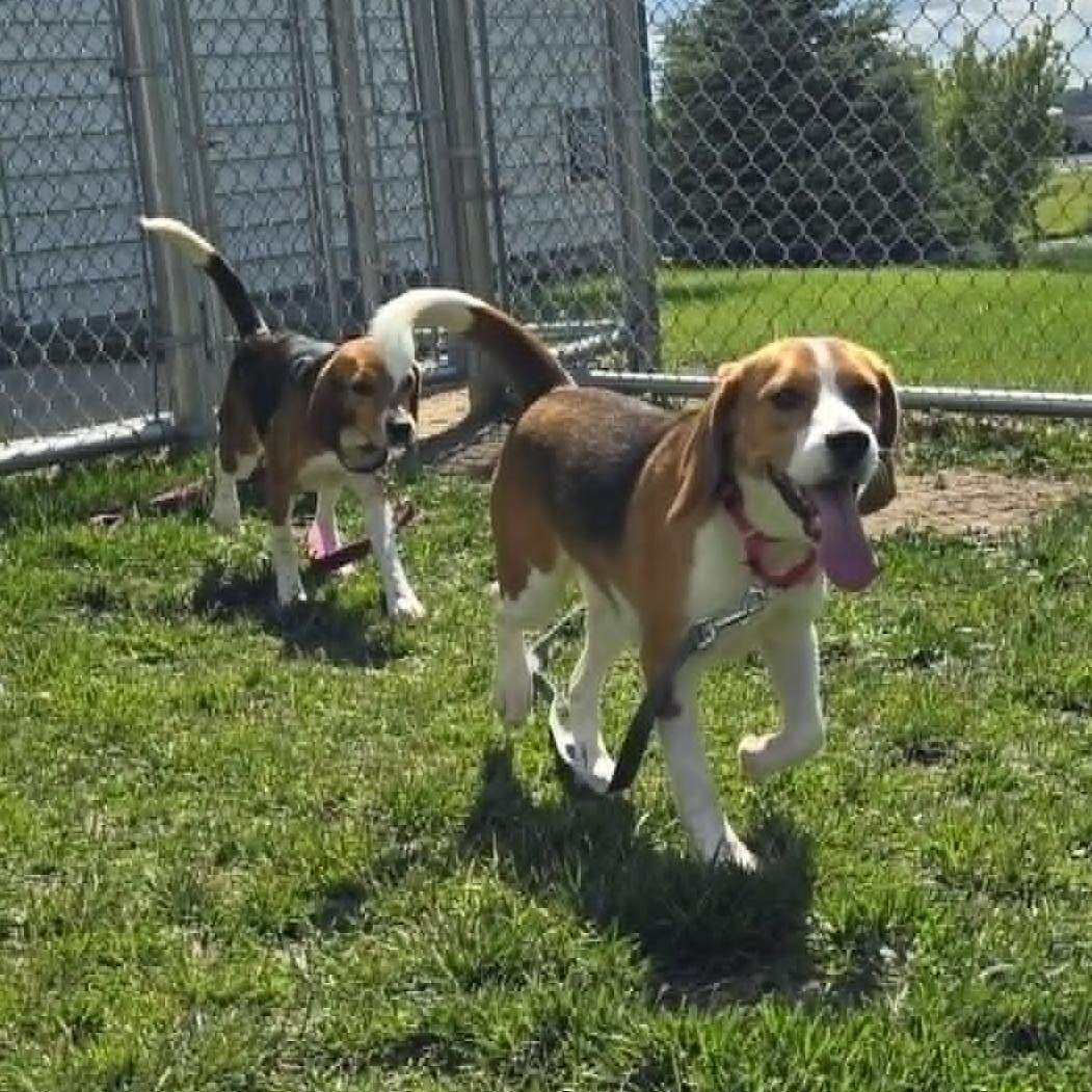 Billie, a ADOPTABLE Beagle in Watertown, WI image 3/4