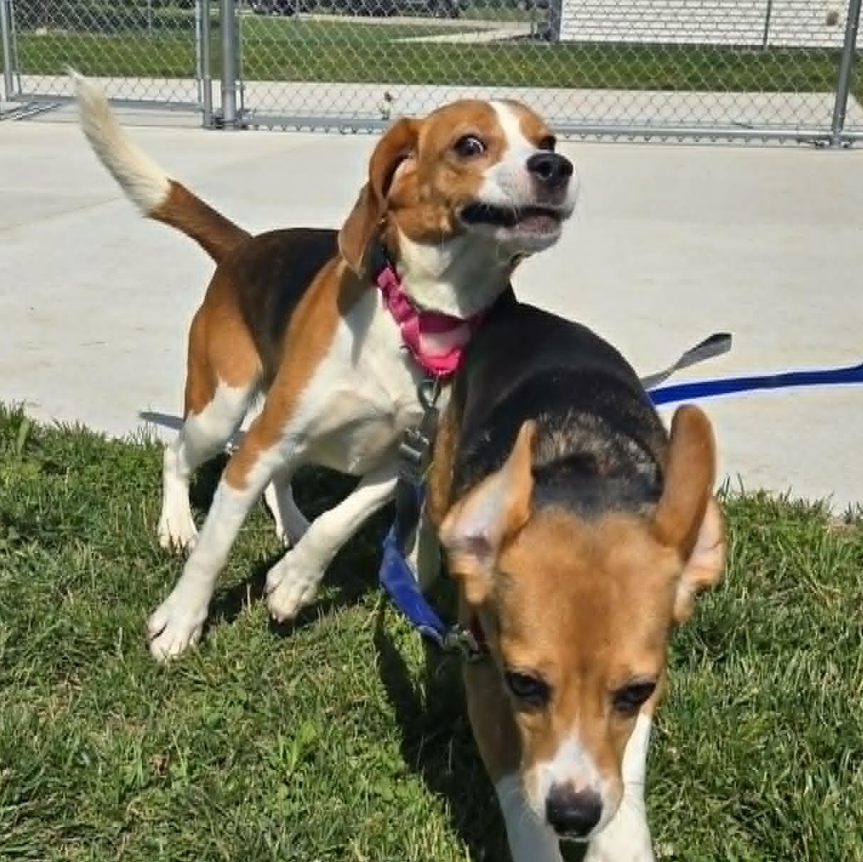 Billie, a ADOPTABLE Beagle in Watertown, WI image 2/4