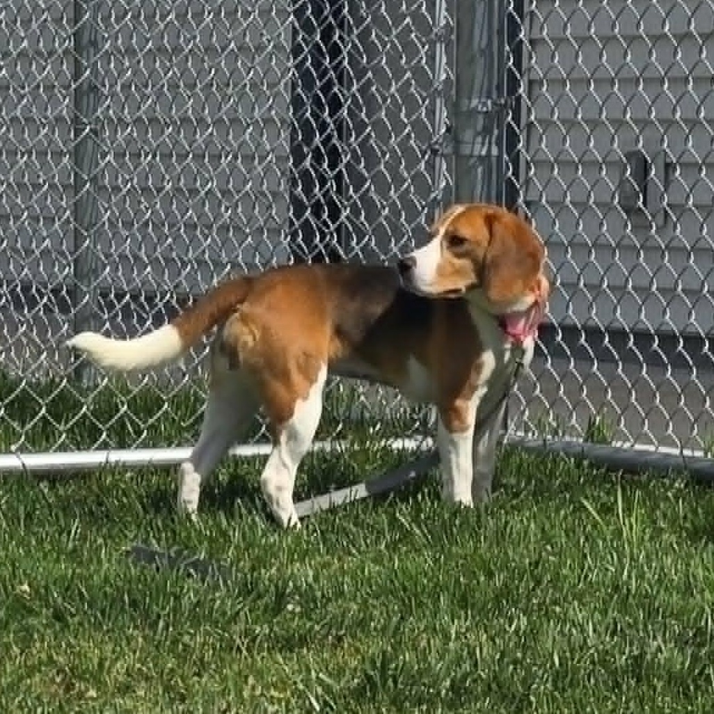 Billie, ADOPTABLE, Young Female Beagle.