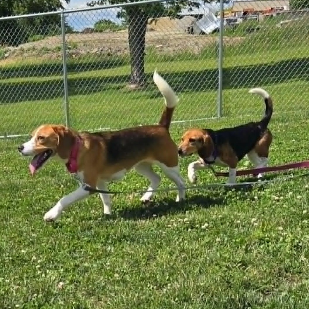 Billie, a ADOPTABLE Beagle in Watertown, WI image 4/4