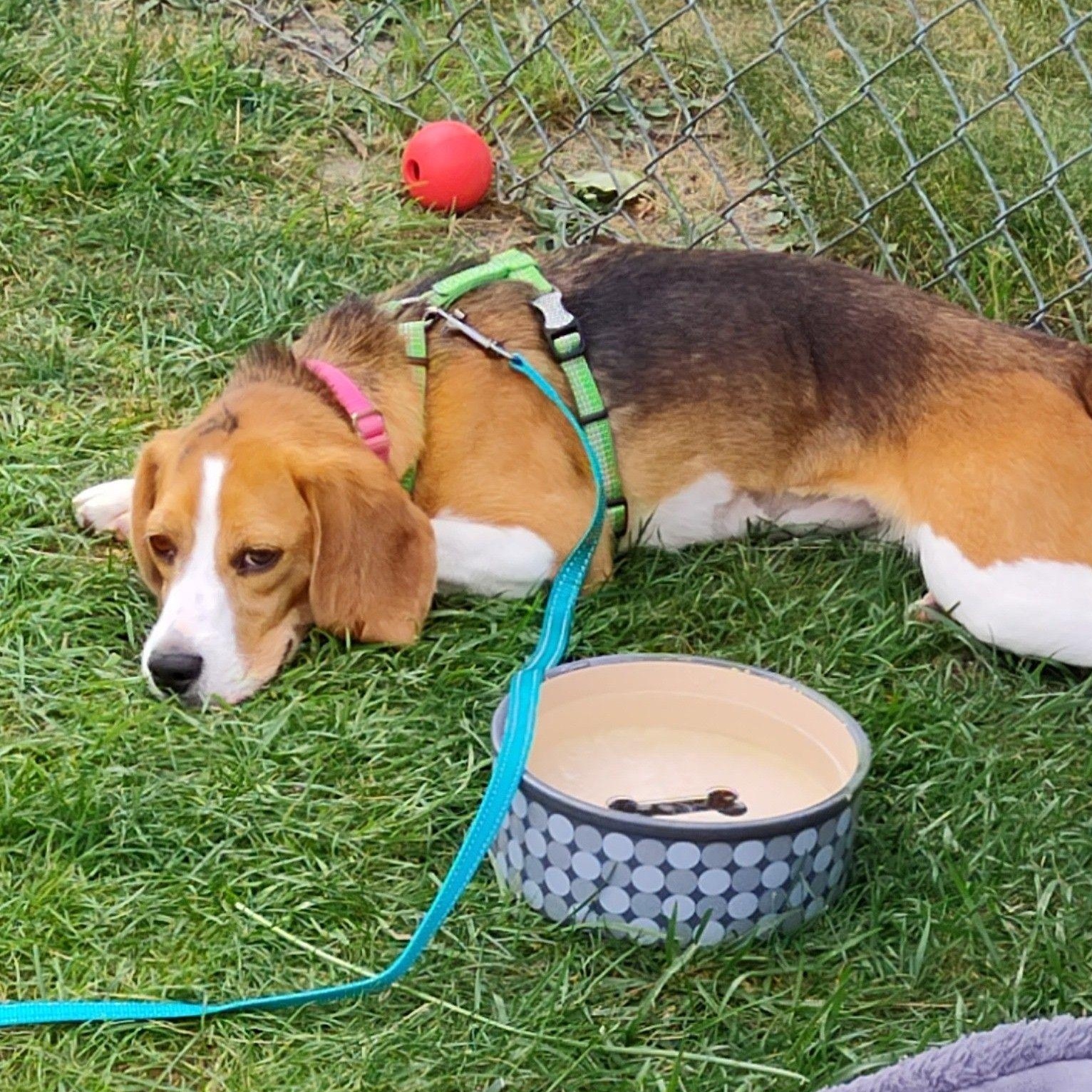 Billie (In Foster), a ADOPTABLE Beagle in Watertown, WI image 6/6