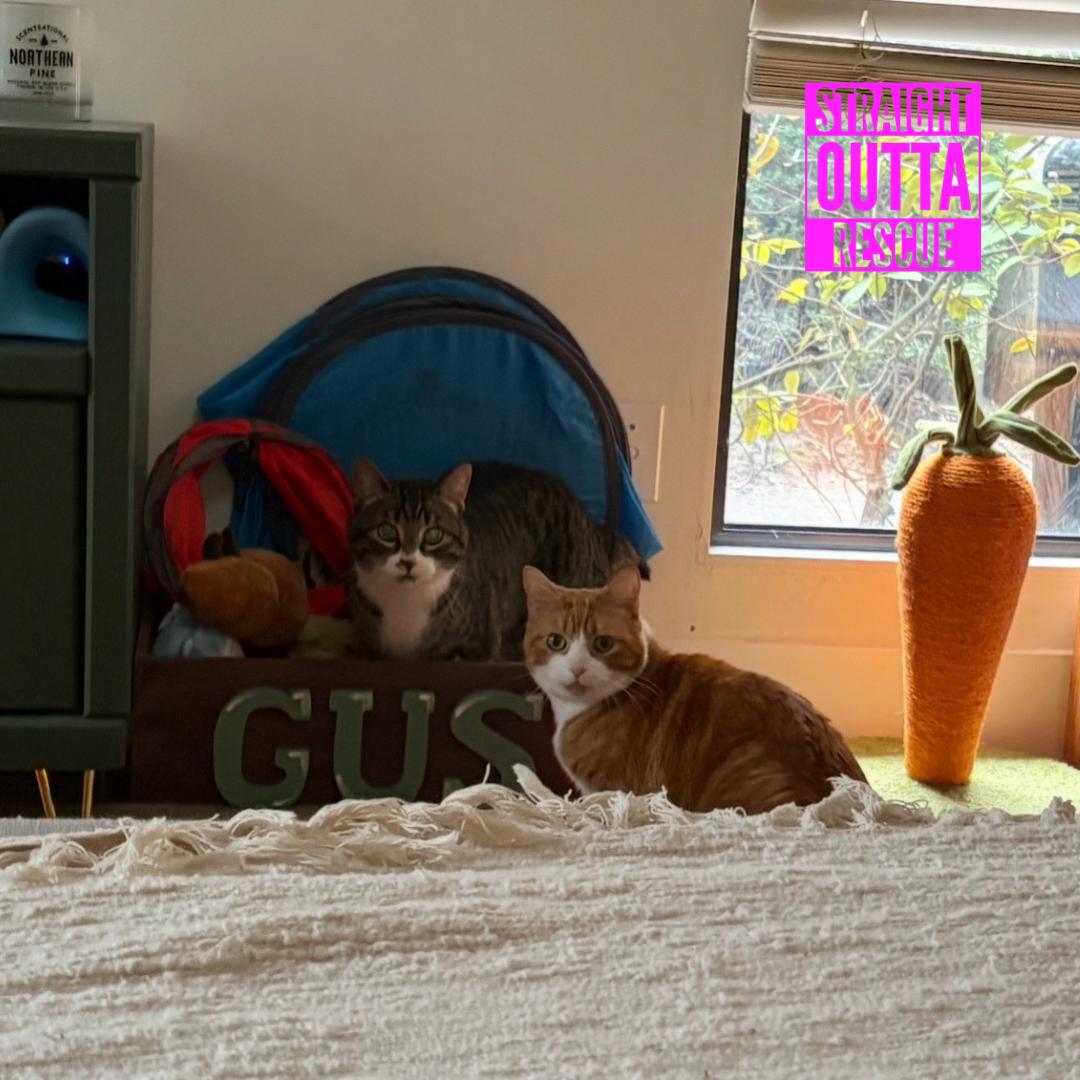 Enlarge Bliss (bonded to Tide), a ADOPTABLE Domestic Short Hair in Vancouver, BC image 2/4