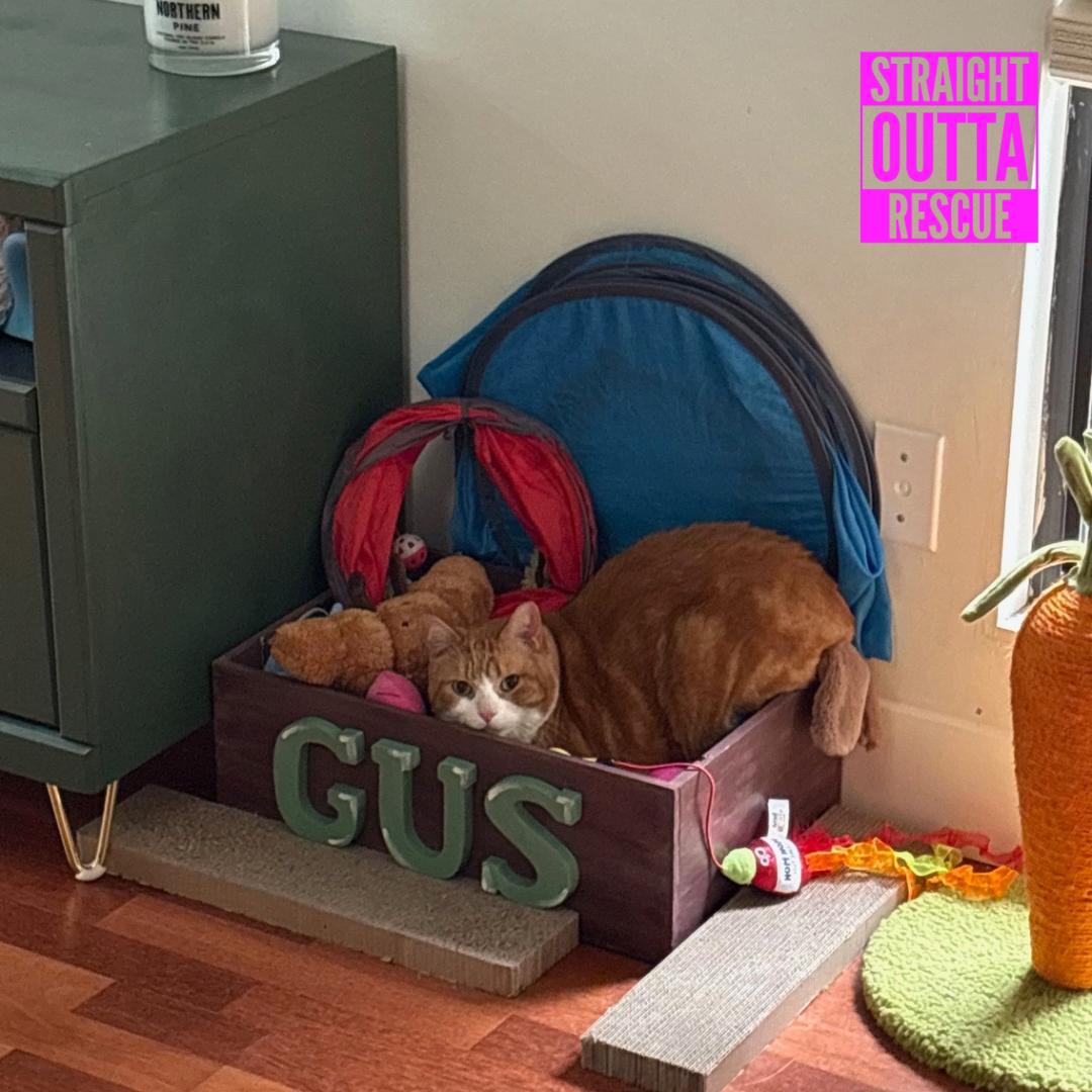 Enlarge Bliss (bonded to Tide), a ADOPTABLE Domestic Short Hair in Vancouver, BC image 3/4