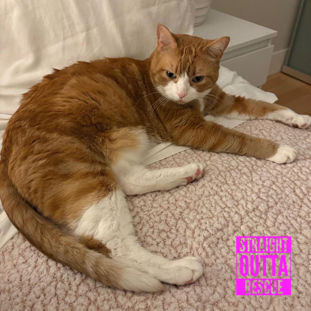 Bliss (bonded to Tide), ADOPTABLE, Adult Male Domestic Short Hair.