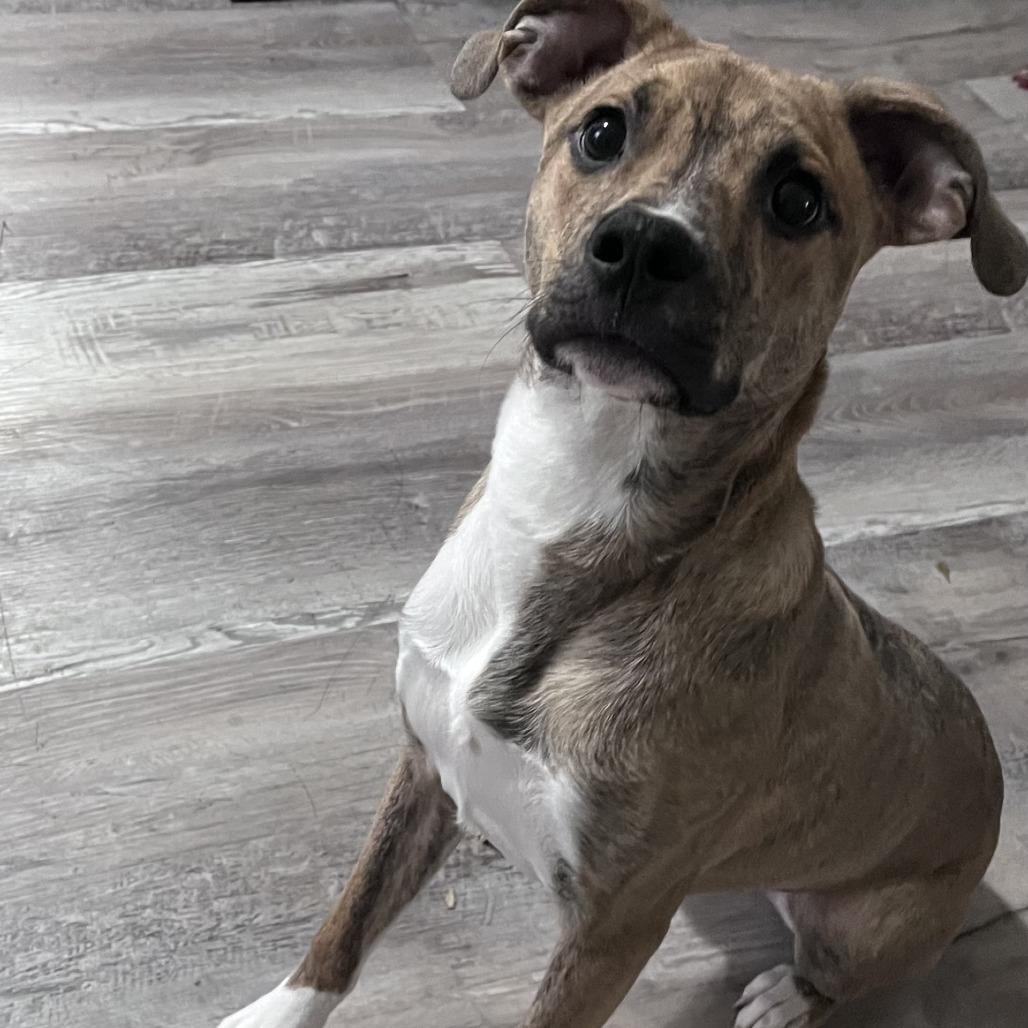 Enlarge Copper, a Adoptable Mixed Breed in Corinth, MS image 1/1