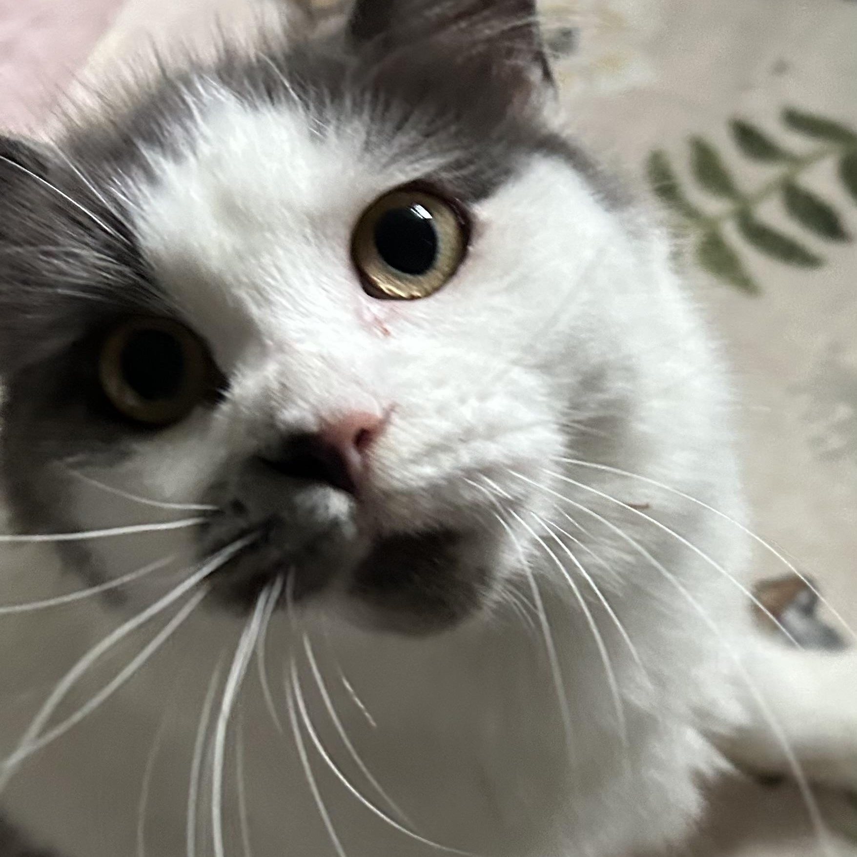 Milo, ADOPTABLE, Young Male Domestic Medium Hair.
