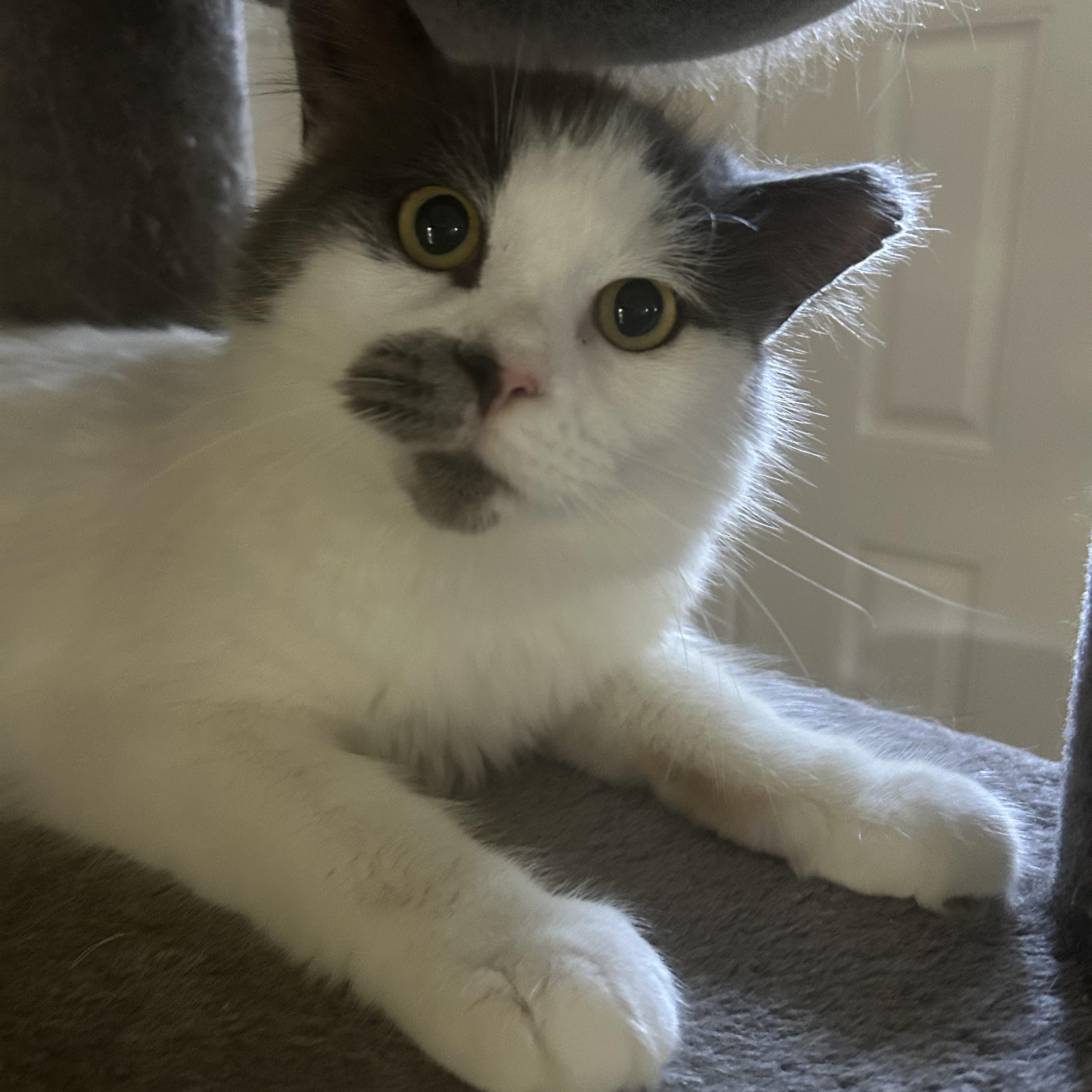 Enlarge Milo, a ADOPTABLE Domestic Medium Hair in Bourne, MA image 3/4