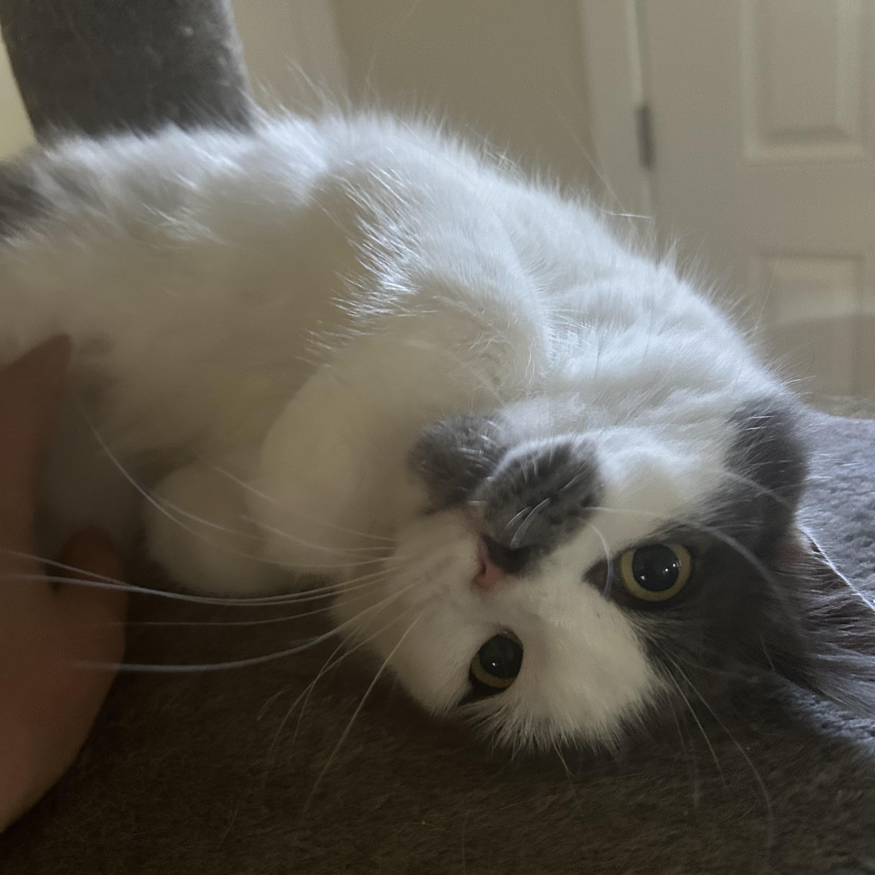 Enlarge Milo, a ADOPTABLE Domestic Medium Hair in Bourne, MA image 2/4
