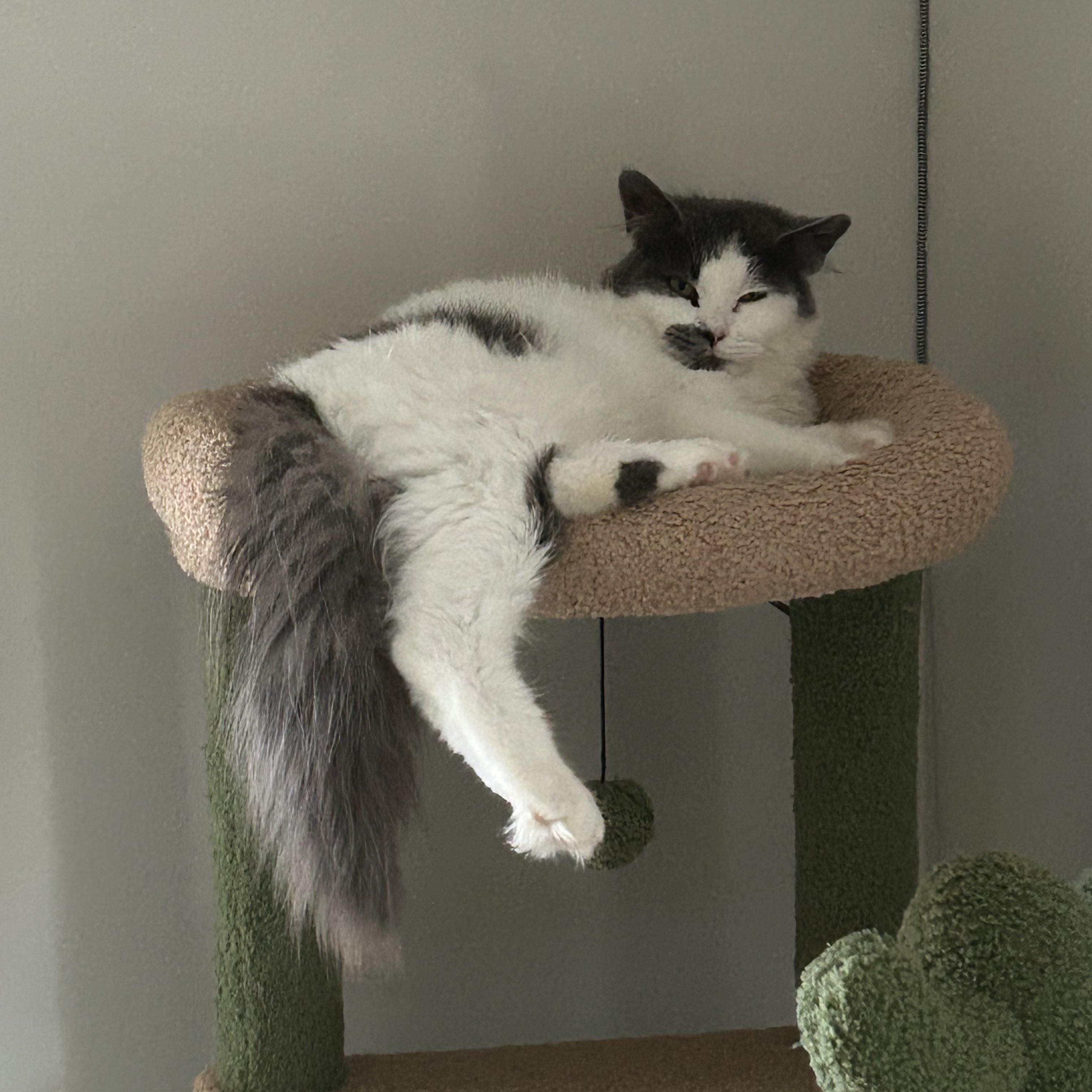 Enlarge Milo, a ADOPTABLE Domestic Medium Hair in Bourne, MA image 4/4