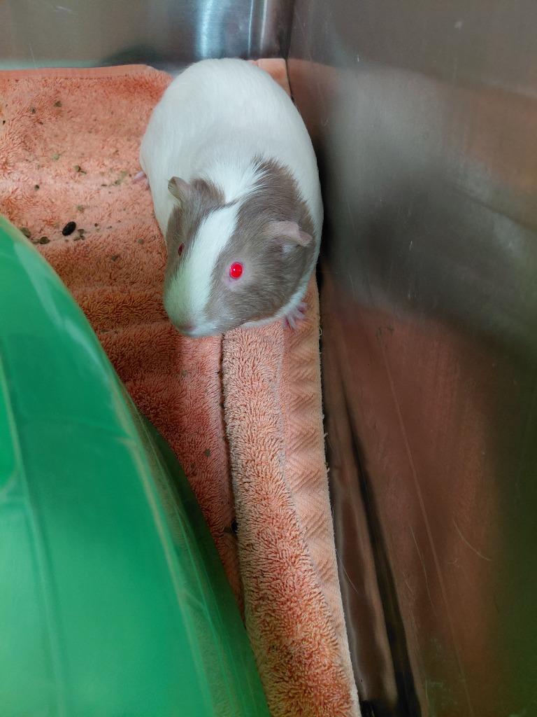 Enlarge Rosie, a Adoptable Guinea Pig in Cincinnati, OH image 1/1