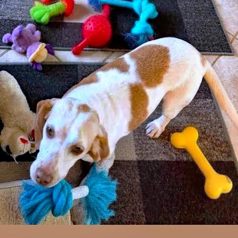 Enlarge Bessie, a Adoptable Beagle in London, OH image 3/6