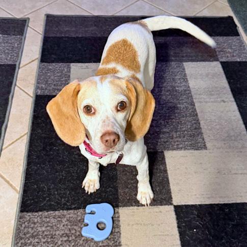 Enlarge Bessie, a Adoptable Beagle in London, OH image 4/6