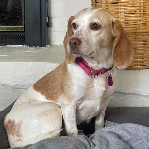 Bessie, Adoptable, Adult Female Beagle.