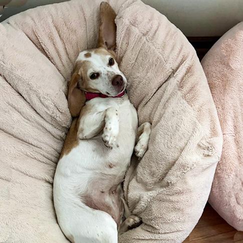 Enlarge Bessie, a Adoptable Beagle in London, OH image 6/6