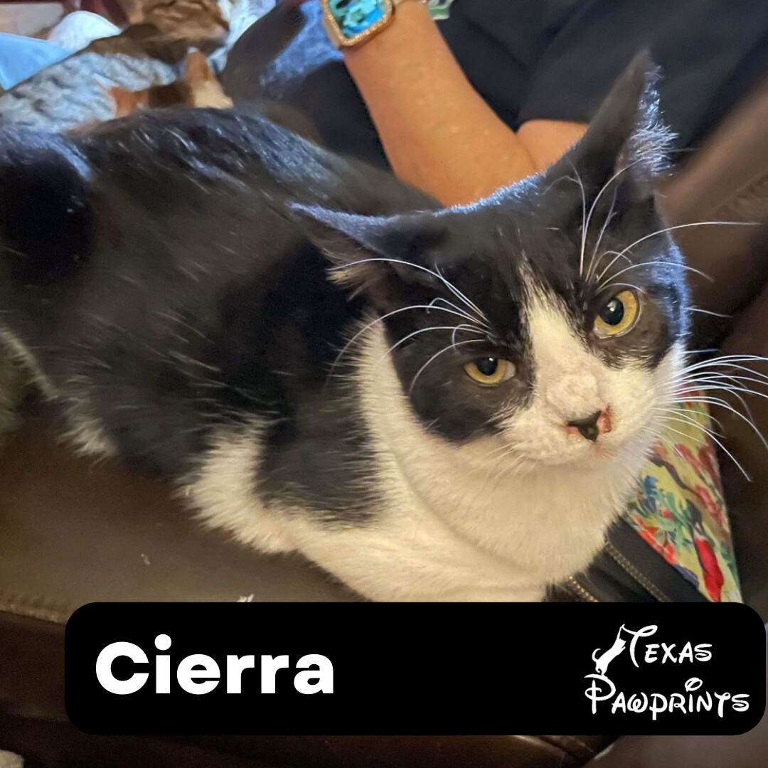 Cierra, a Adoptable mixed breed in Dallas, TX image 1/6