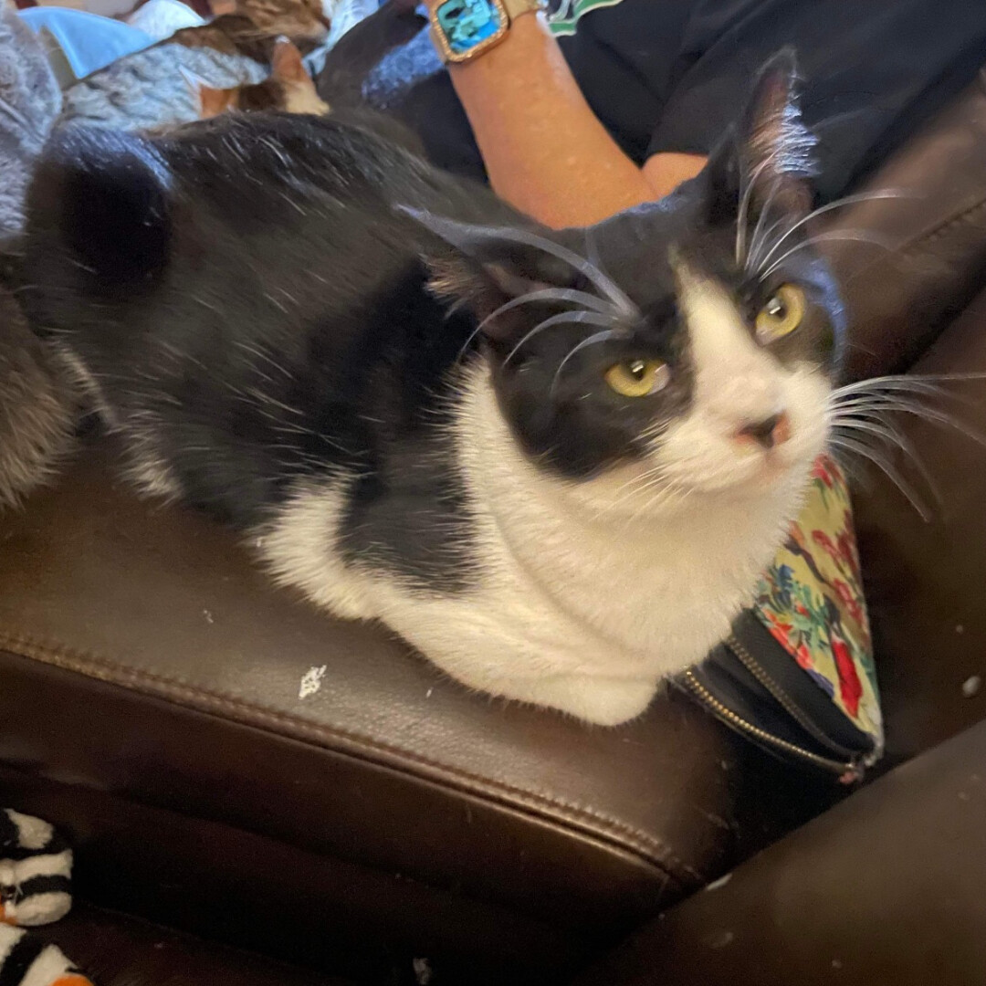 Cierra, a Adoptable mixed breed in Dallas, TX image 2/6