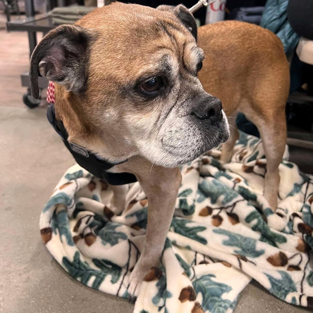 Reggie, Adoptable, Senior Male Pug & Beagle.