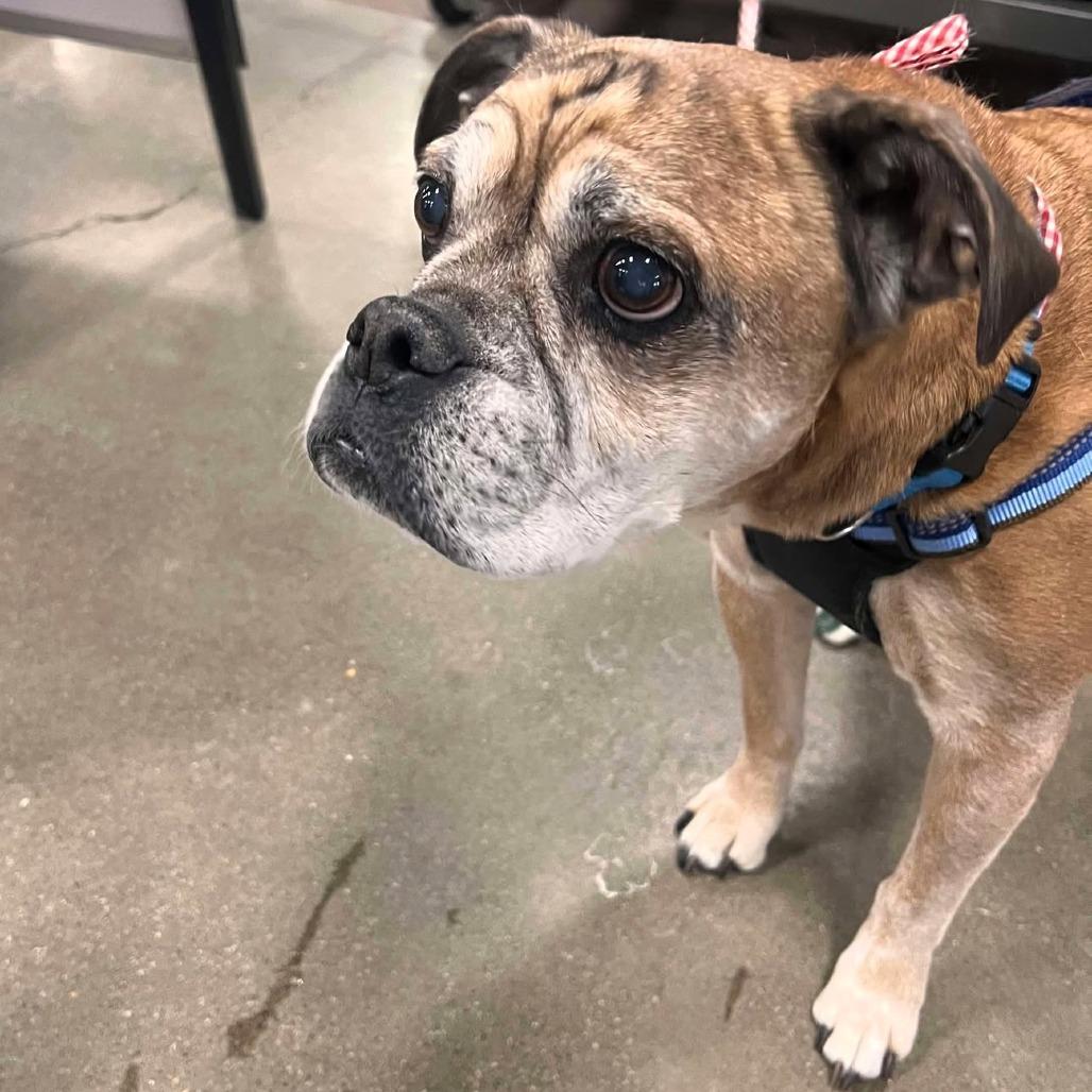 Reggie, a Adoptable mixed breed in North Canton, OH image 2/4